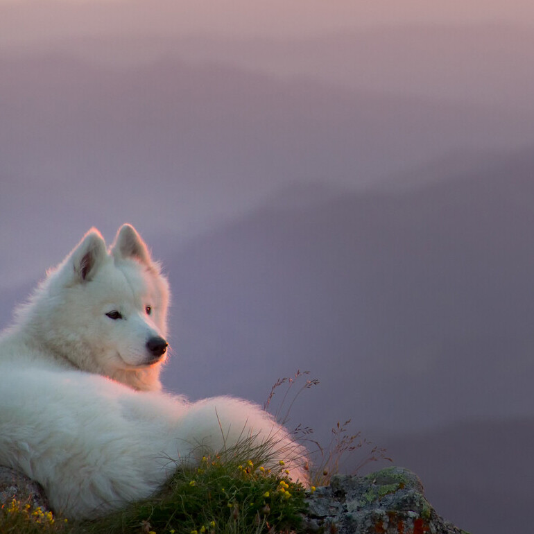 Be part of the pack!